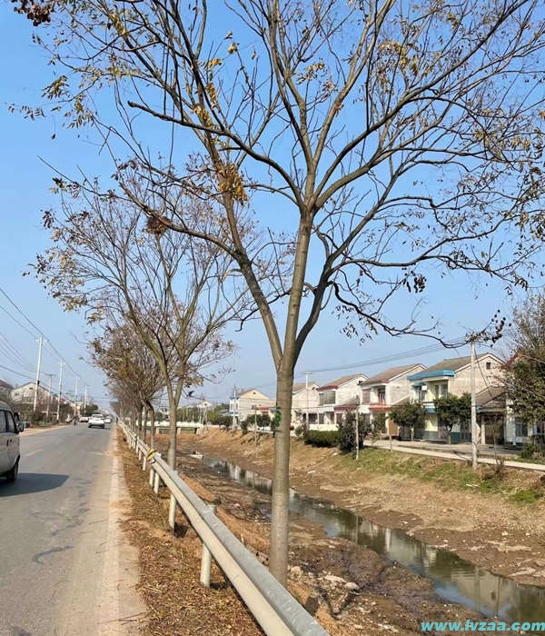 栾树