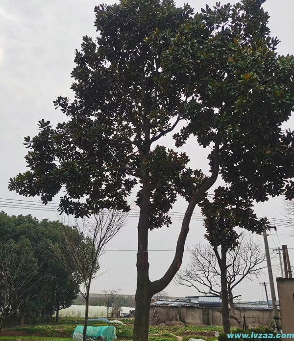 广玉兰