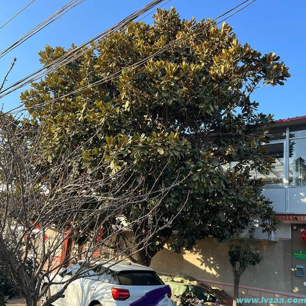 广玉兰和玉兰的区别