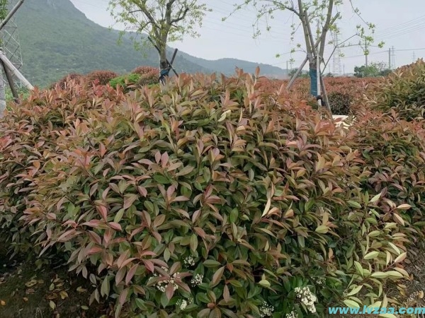 红叶石楠和石楠花的区别