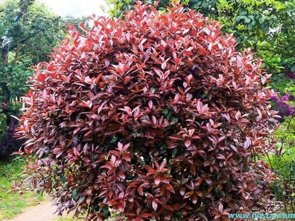 红叶石楠移栽的最佳季节