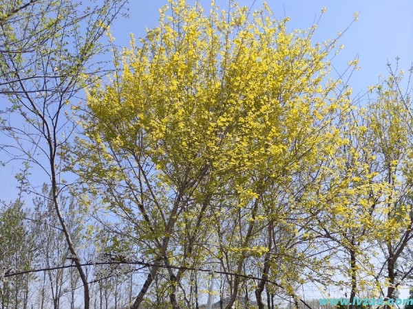 榆树