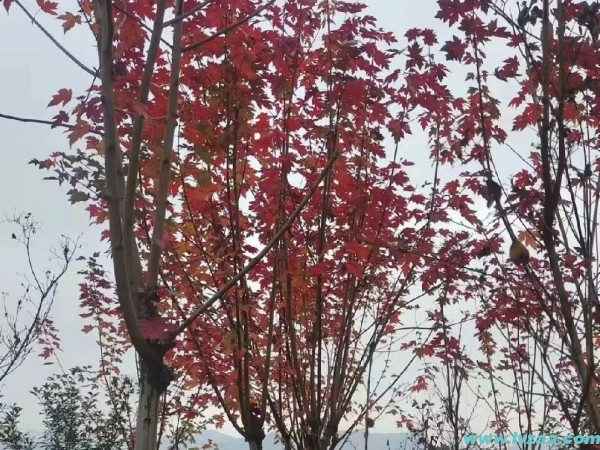 红枫