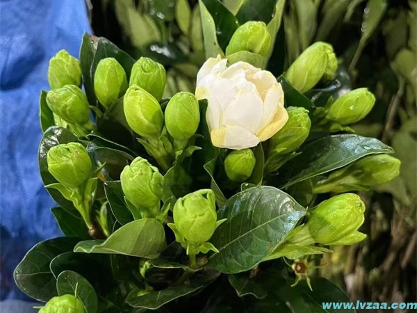 栀子花