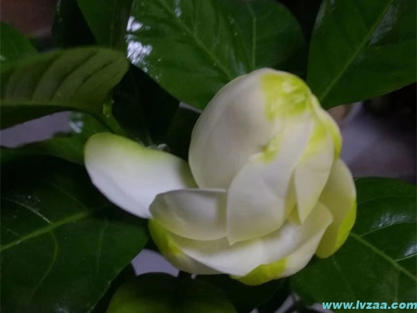 栀子花