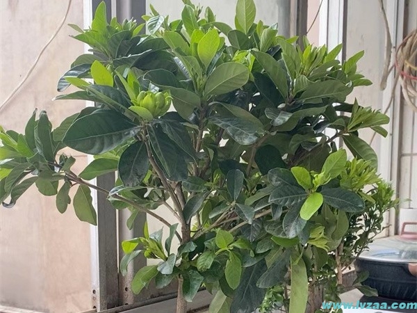 栀子花