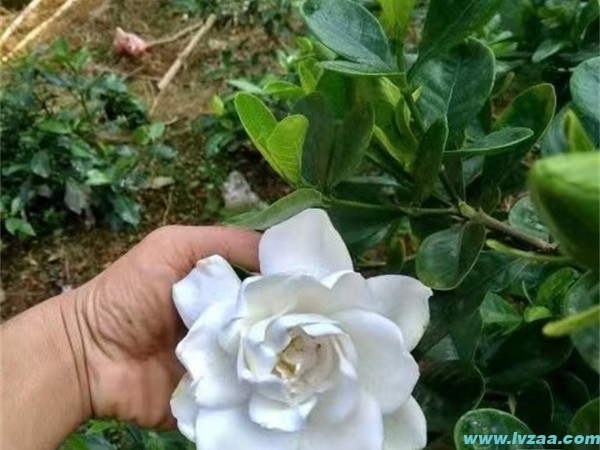 栀子花
