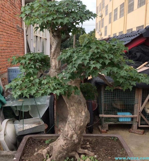 三角枫嫁接红枫