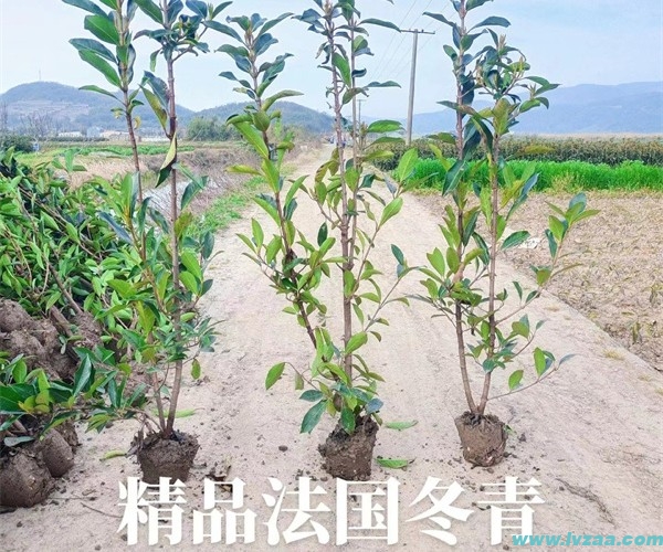 法国冬青