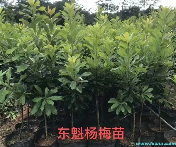 杨梅树