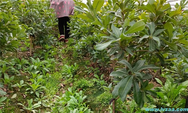 杨梅树