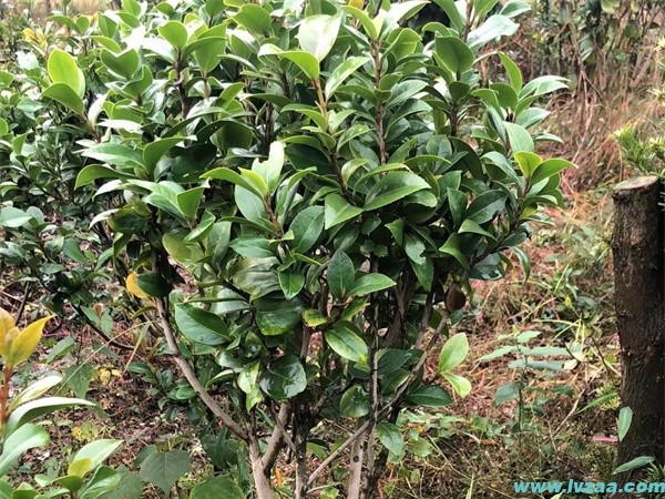 茶花