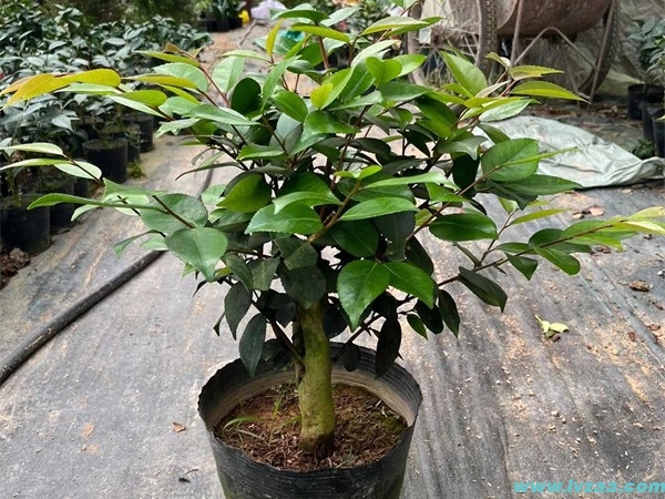 茶花