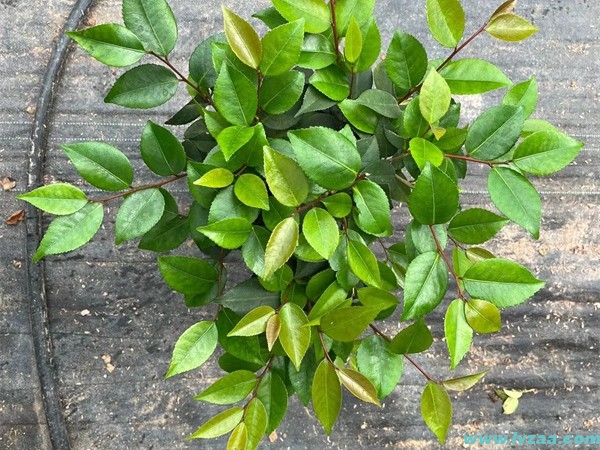 茶花