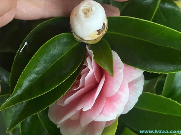 茶花