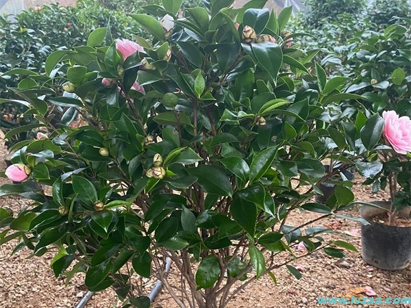 茶花