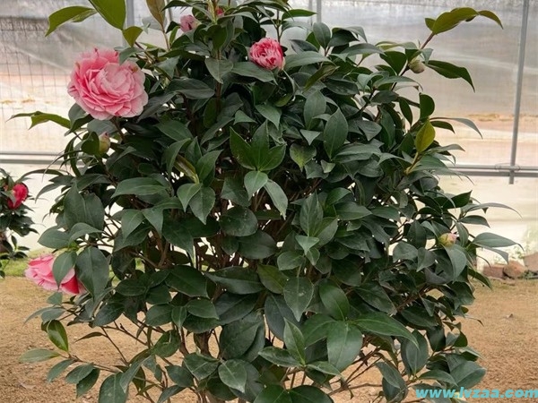 茶花