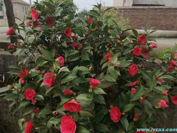 茶花