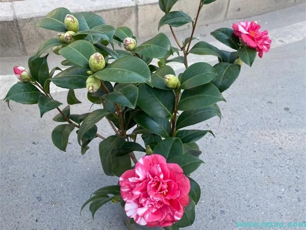 茶花