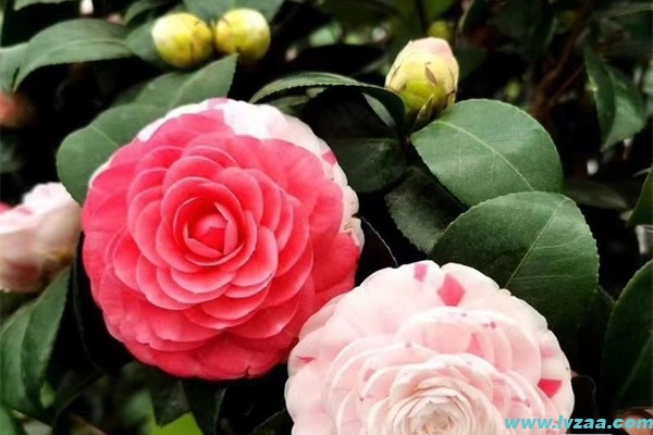 茶花