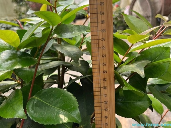 茶花