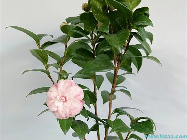 茶花