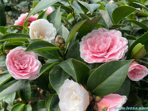 茶花