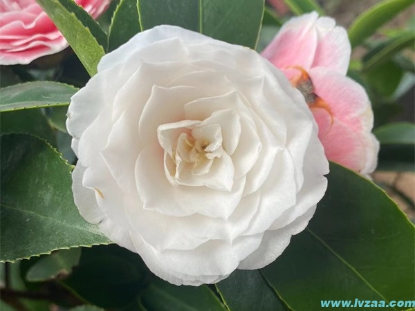 茶花