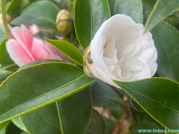 茶花