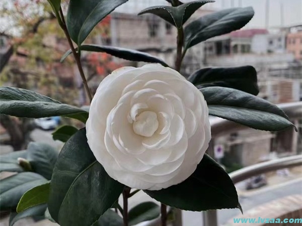 茶花