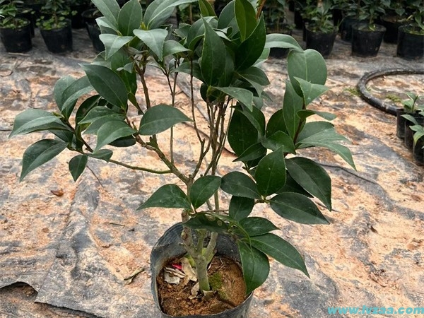 茶花