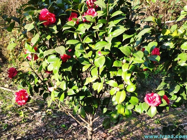 茶花
