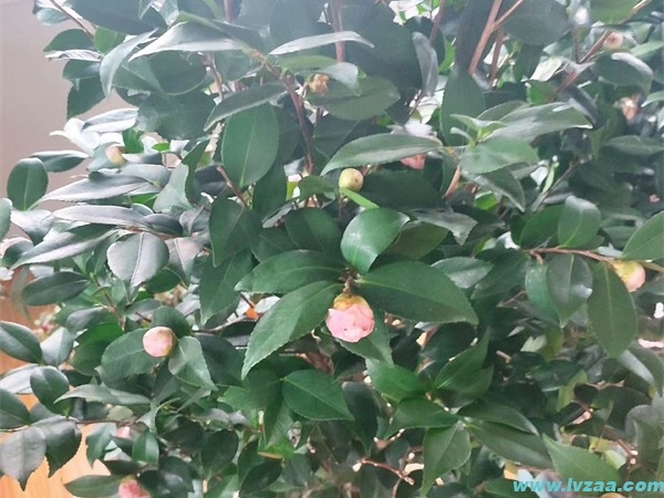茶花