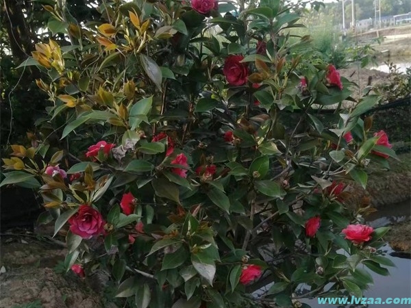 茶花