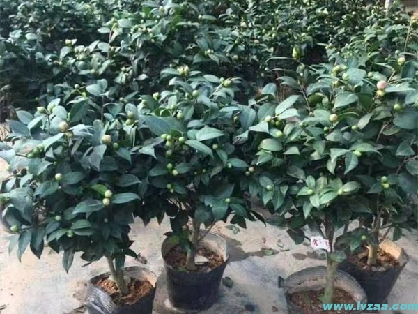 茶花
