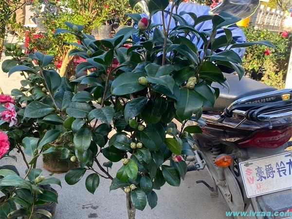 茶花