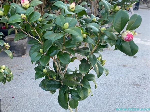 茶花