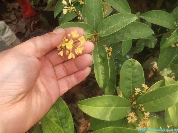 桂花树