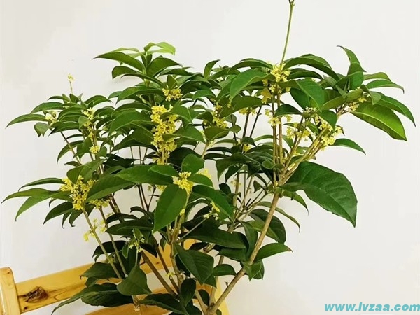 桂花树