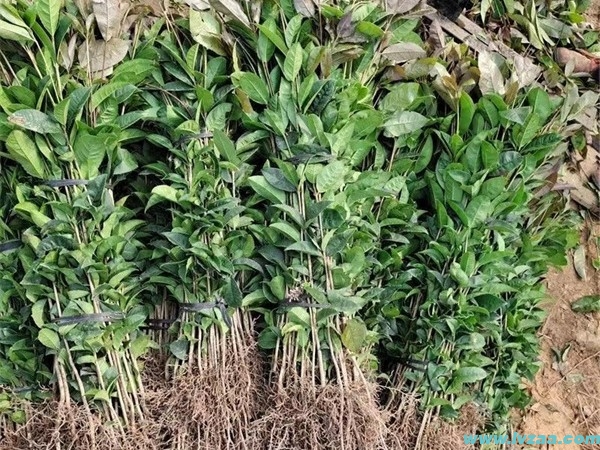 桂花树