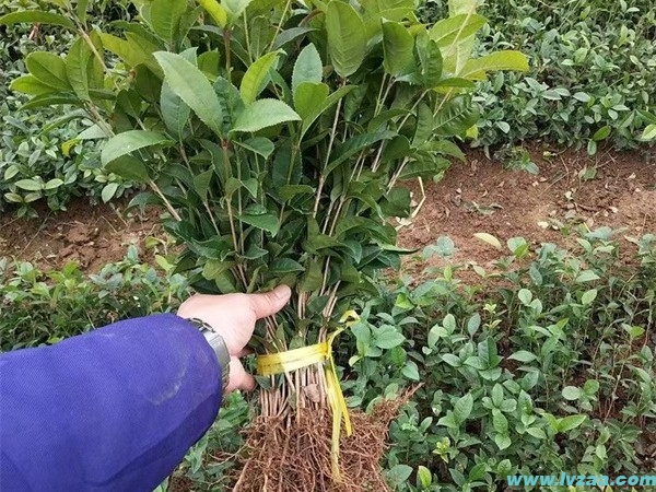 桂花树