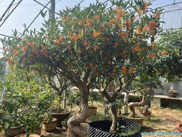 梅桂花