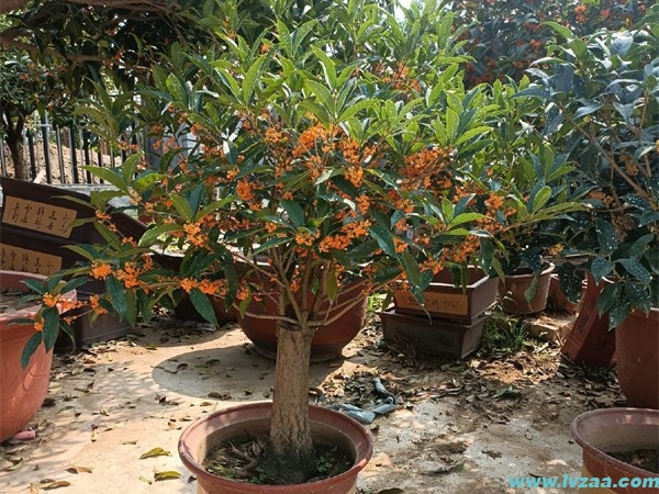 桂花树