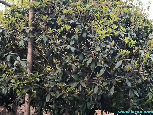 桂花树