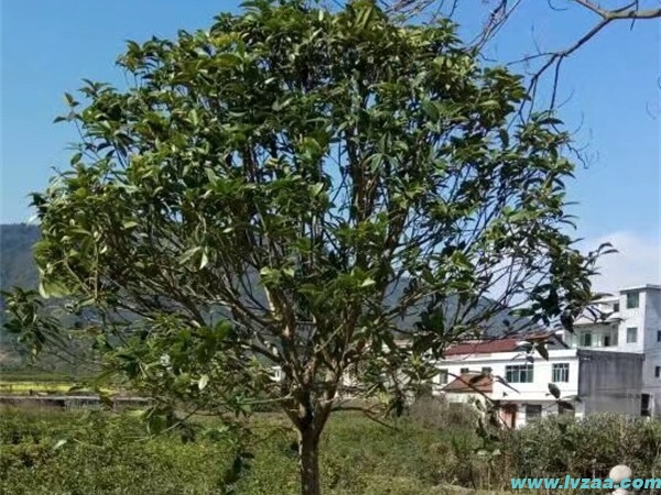 桂花树