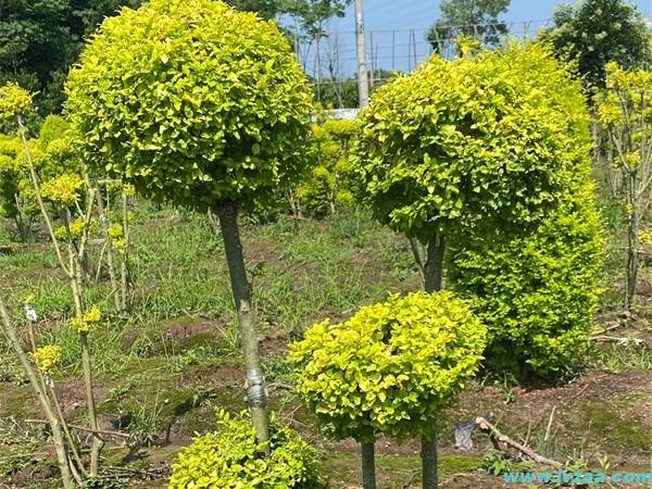 造型亮晶女贞