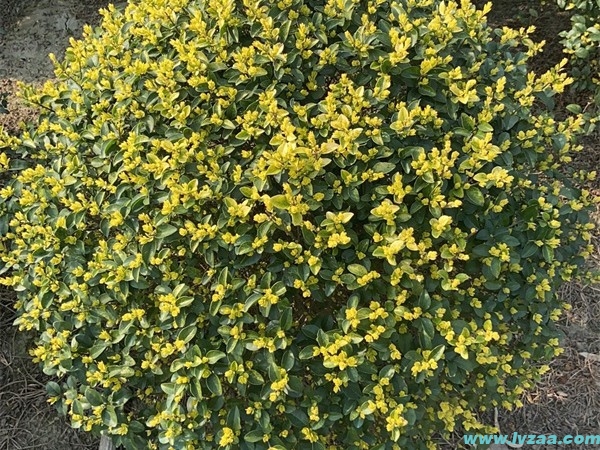 亮晶女贞