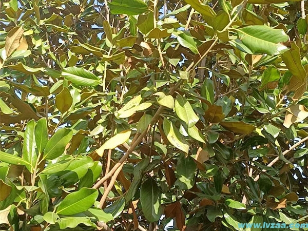 广玉兰