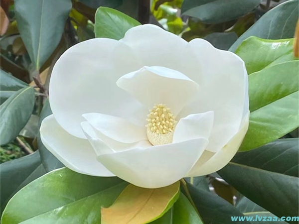 广玉兰