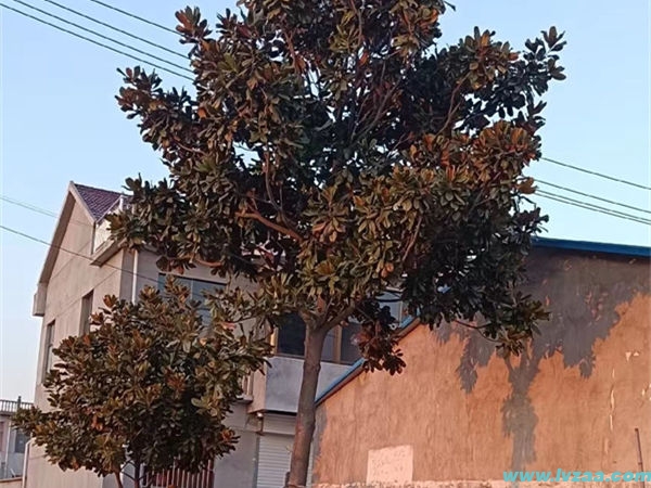 广玉兰